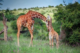 fraud on name of giraffe conservation