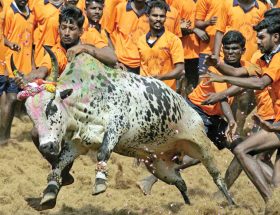 जल्लीकट्टू : पशुओं को सताना इंसानियत नहीं